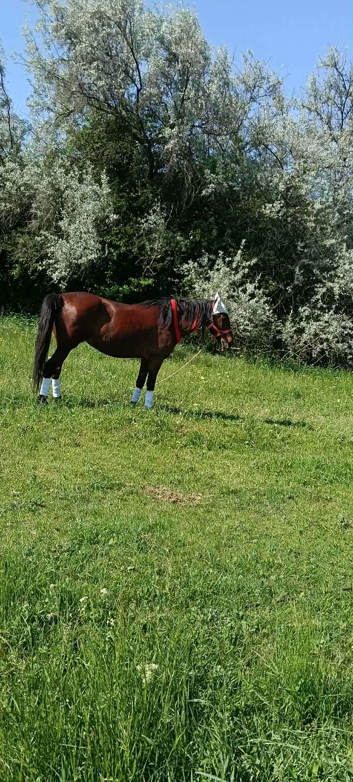 Pamela - Ferma Măgărițelor Dobrovăț